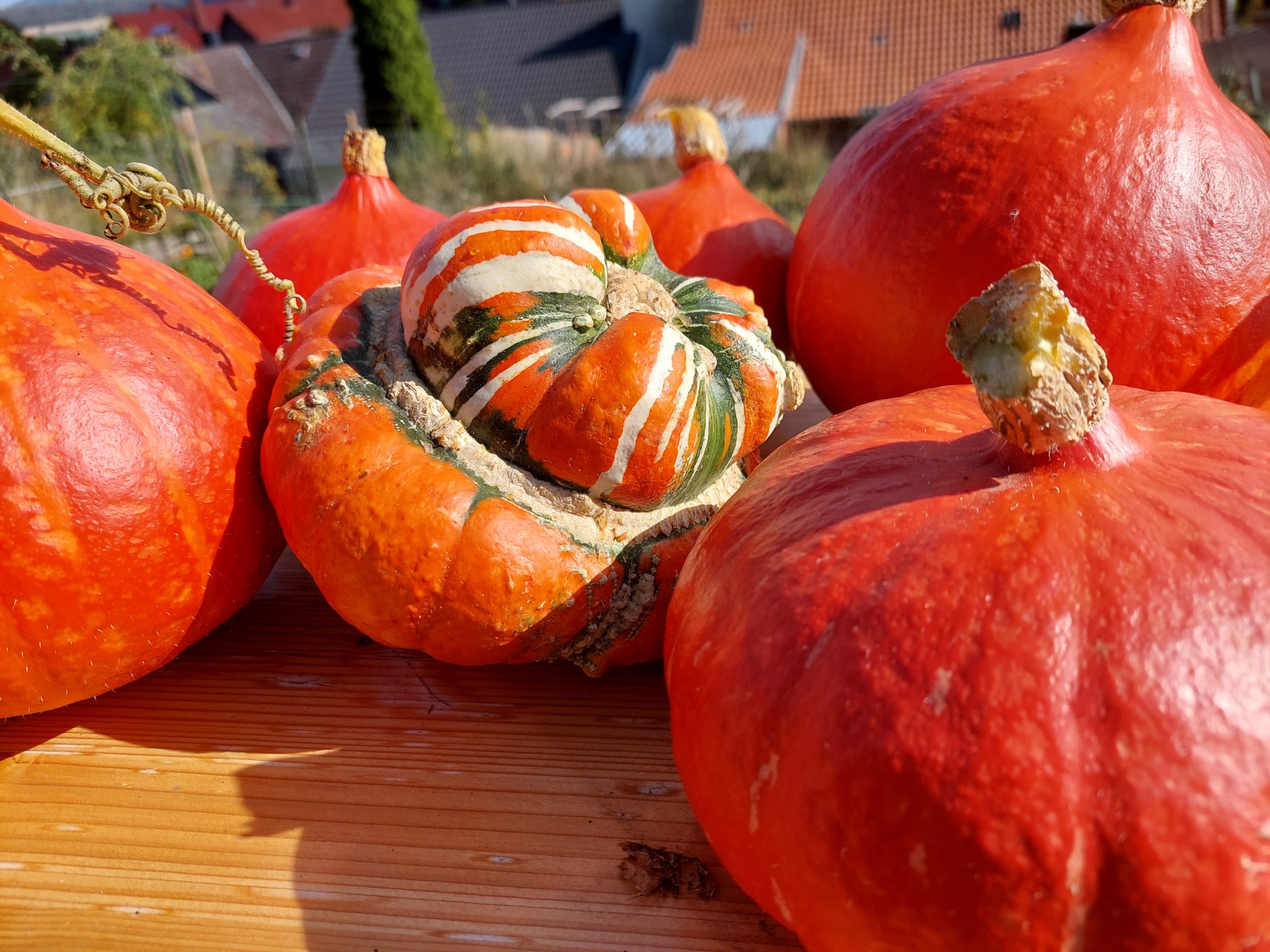 Gemüsegarten im Oktober pflanzenjahr.de