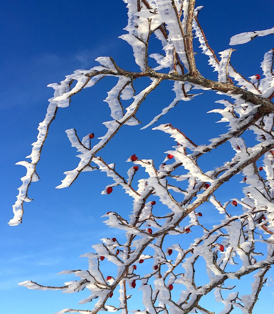 Gemüsegarten im Dezember pflanzenjahr.de