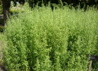 https://commons.wikimedia.org/wiki/File:Artemisia_dracunculus_HRM.jpg